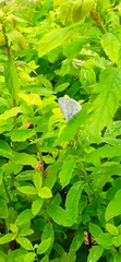 Celastrina argiolus