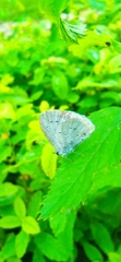 Celastrina argiolus