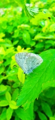 Celastrina argiolus