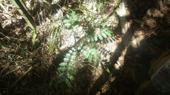 Zanthoxylum madagascariense