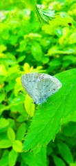 Celastrina argiolus
