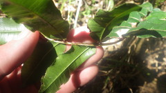 Zanthoxylum madagascariense