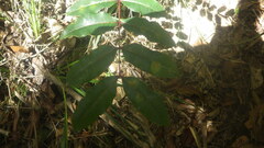 Zanthoxylum madagascariense