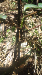 Zanthoxylum madagascariense