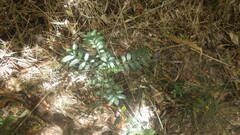 Zanthoxylum madagascariense