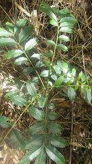 Zanthoxylum madagascariense