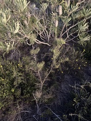 Allocasuarina humilis