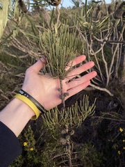 Allocasuarina humilis