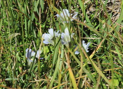 Gentiana newberryi tiogana