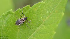 Sphedanolestes impressicollis