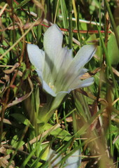 Gentiana newberryi tiogana