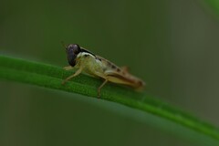 Melanoplus dawsoni