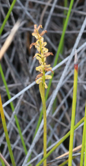 Genoplesium pumilum