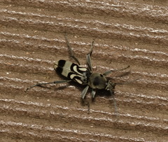 Chlorophorus macaumensis