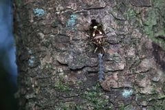 Eocanthecona concinna