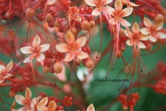 Clerodendrum paniculatum