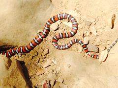 Lampropeltis multifasciata