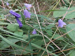Campanula rotundifolia