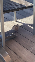 Streptopelia decaocto