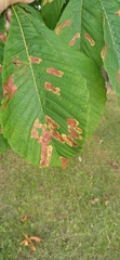 Cameraria ohridella