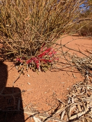 Leptosema chambersii