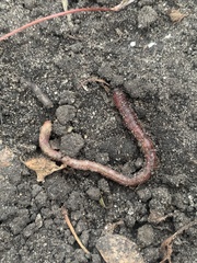 Lumbricus terrestris