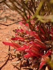 Leptosema chambersii