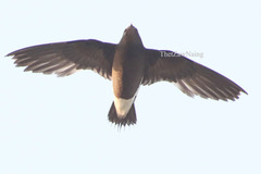 Hirundapus giganteus