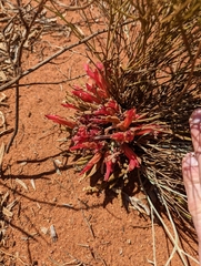 Leptosema chambersii