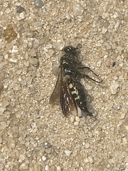 Myzinum obscurum