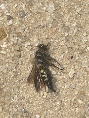 Myzinum obscurum