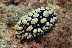 Phyllidia picta