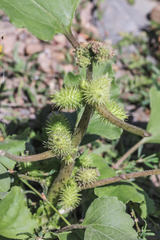 Xanthium orientale riparium
