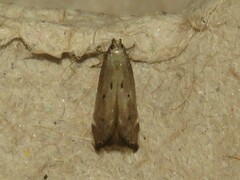 Perimede ricina