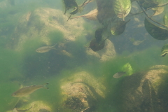 Kuhlia marginata