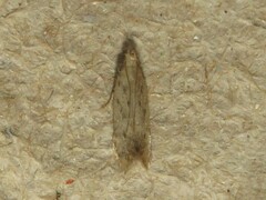 Monochroa quinquepunctella