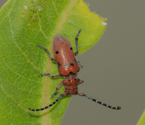 Red-femured Milkweed Borer photo 4