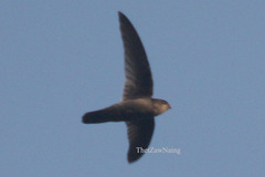 Aerodramus brevirostris