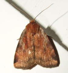 Cryptocala acadiensis