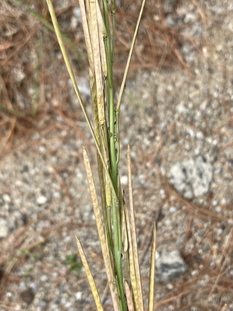 drummond's rockcress from The Adirondack Park, Warrensburg, NY, US on ...