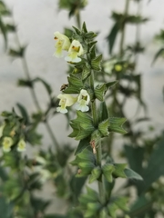 Salvia roborowskii