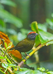 Arremon castaneiceps