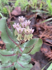 Asclepias jaliscana
