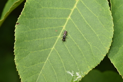 Ectemnius ruficornis