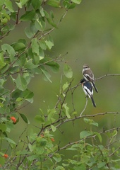 Pericrocotus erythropygius