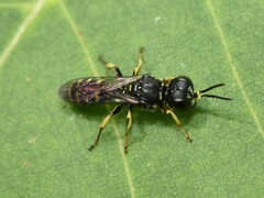 Ectemnius ruficornis
