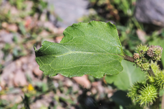 Xanthium orientale riparium