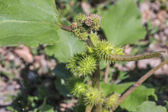 Xanthium orientale riparium