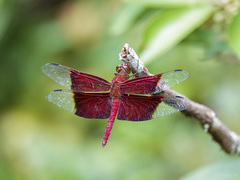 Camacinia gigantea