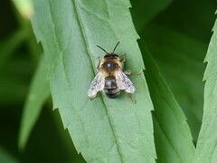 Anthophora furcata